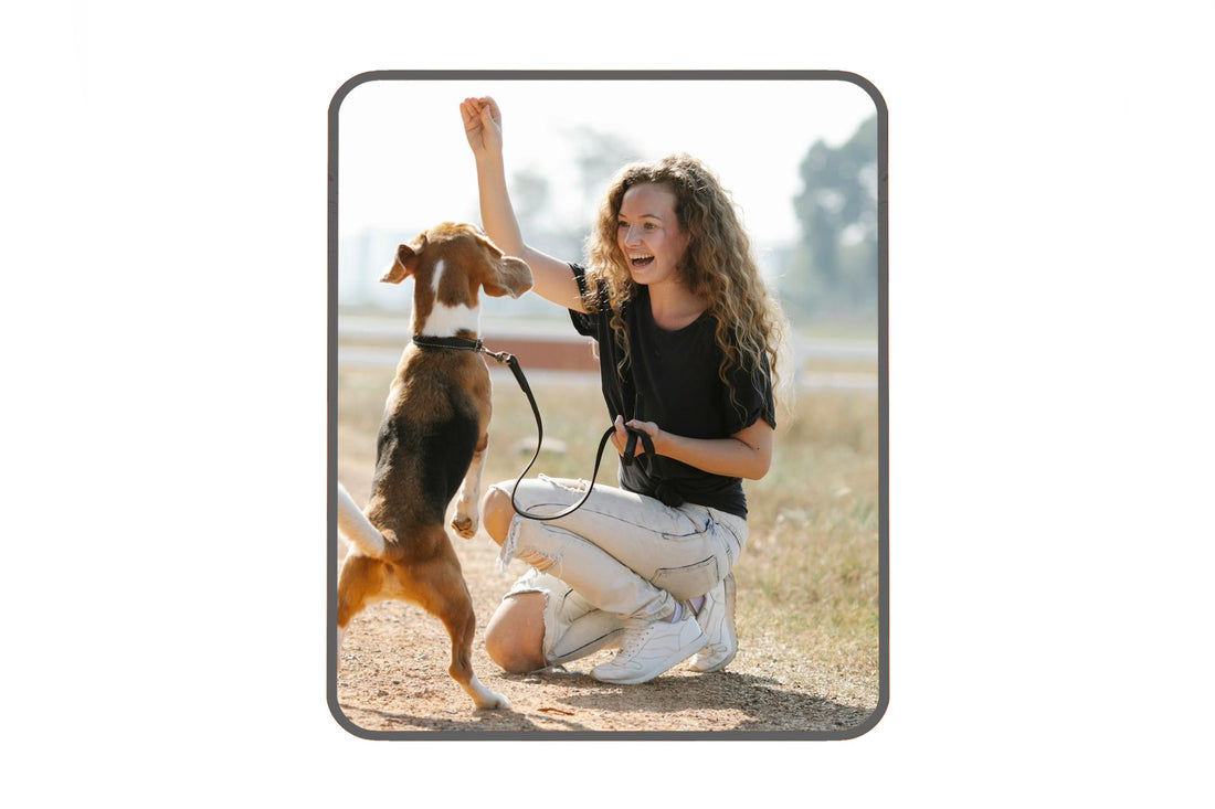 5 Common Dog Training Mistakes