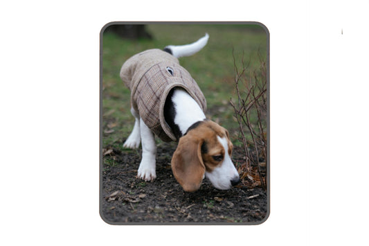 The Sniffing Dog Secret