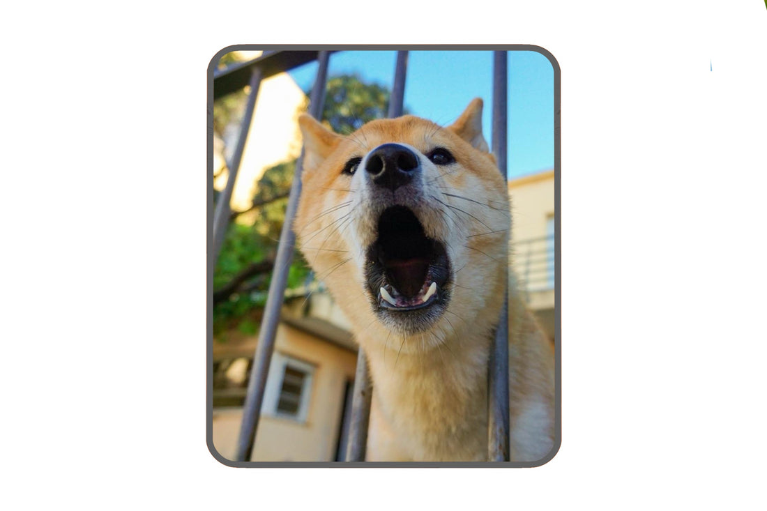 8 Things that cause behavior issues.