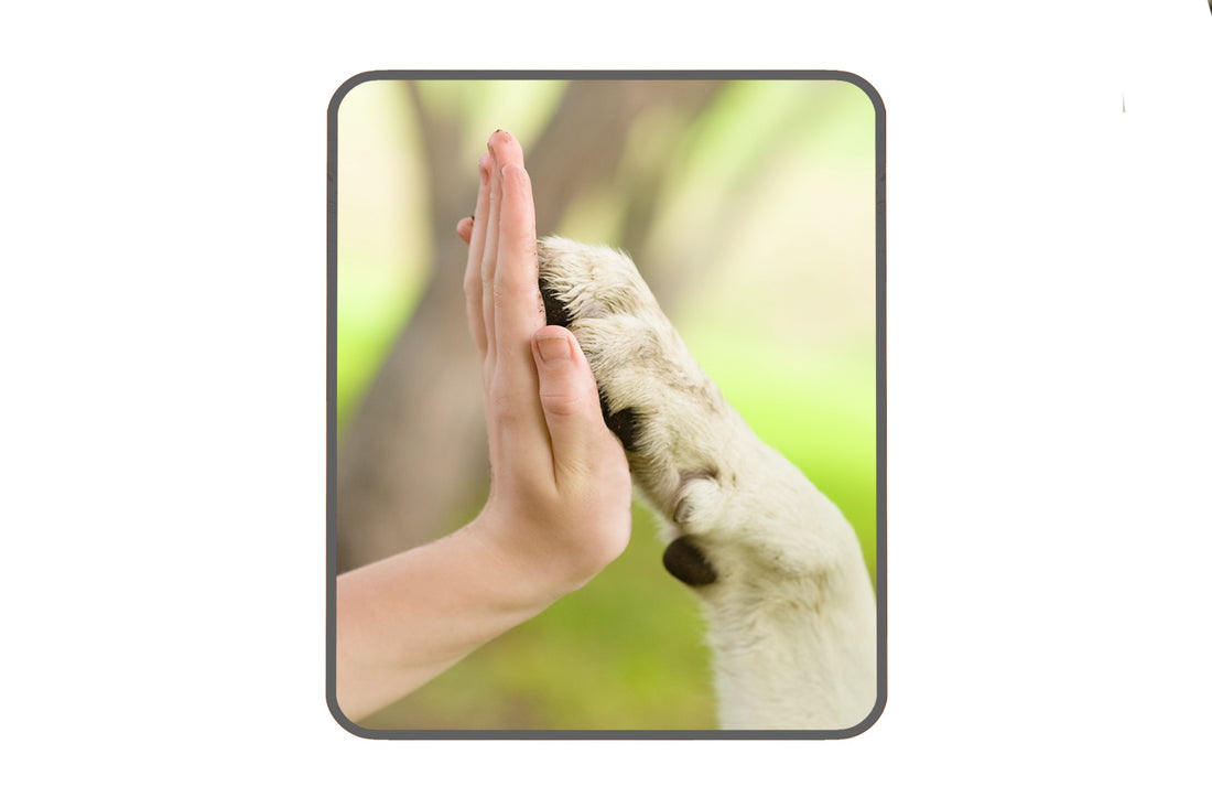 Reward Based Dog Training Benefits