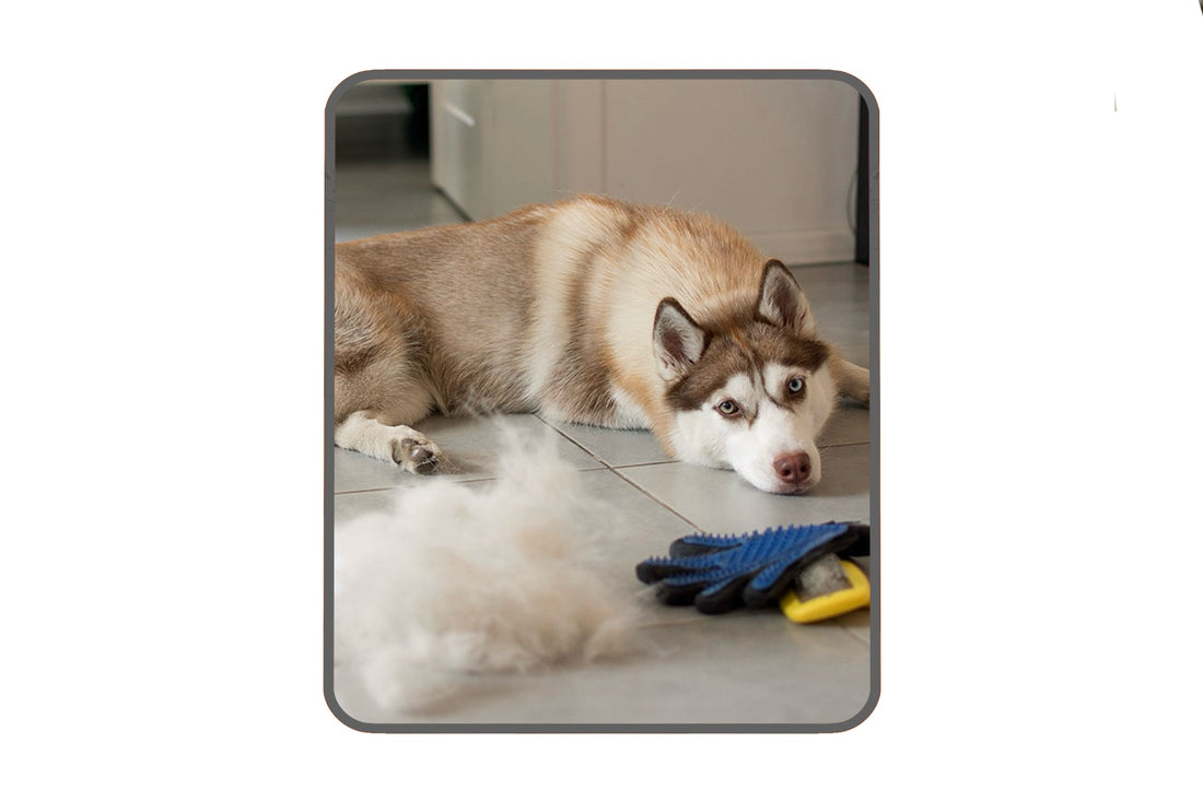 Everything About Shedding