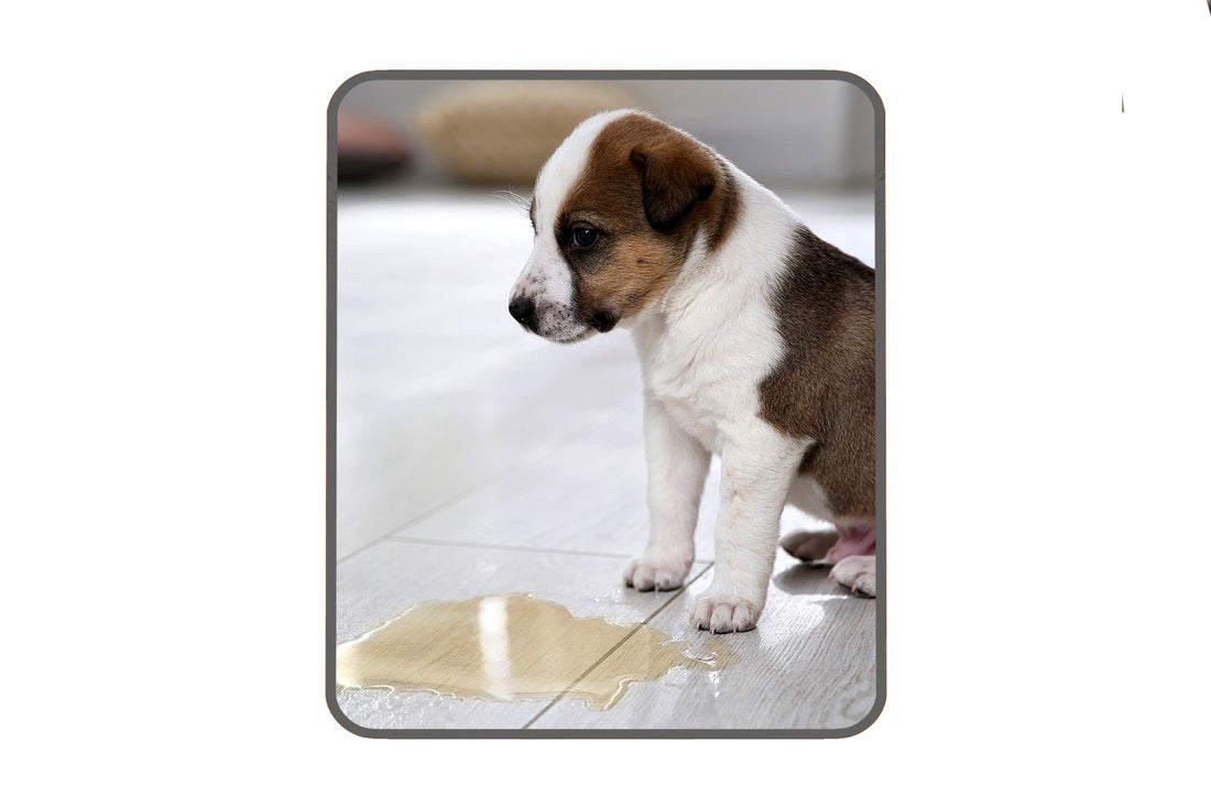 Potty Training A New Puppy.