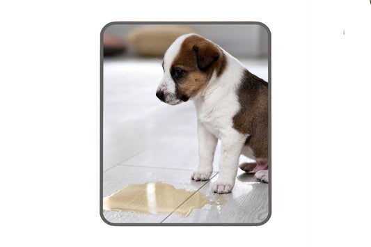 Potty Training A New Puppy.